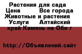 Растения для сада › Цена ­ 200 - Все города Животные и растения » Услуги   . Алтайский край,Камень-на-Оби г.